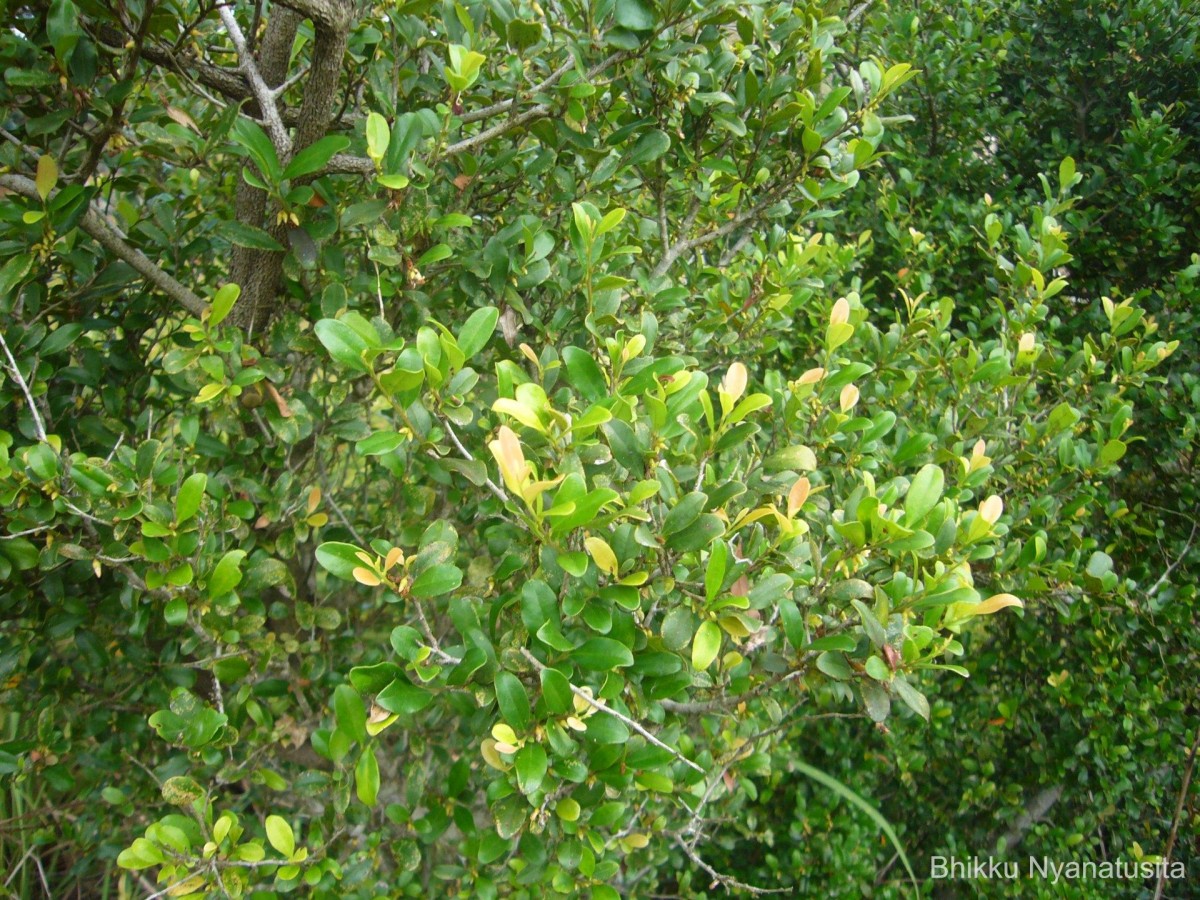 Diospyros ferrea (Willd.) Bakh.